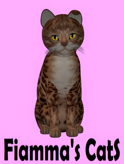 KittyCatS Box - Bengal - Copper