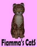 KittyCatS Box - Bengal - Copper