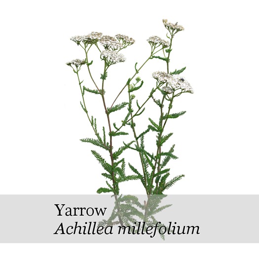 Achillea millefolium - boxed
