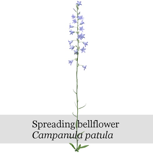 Campanula patula - boxed