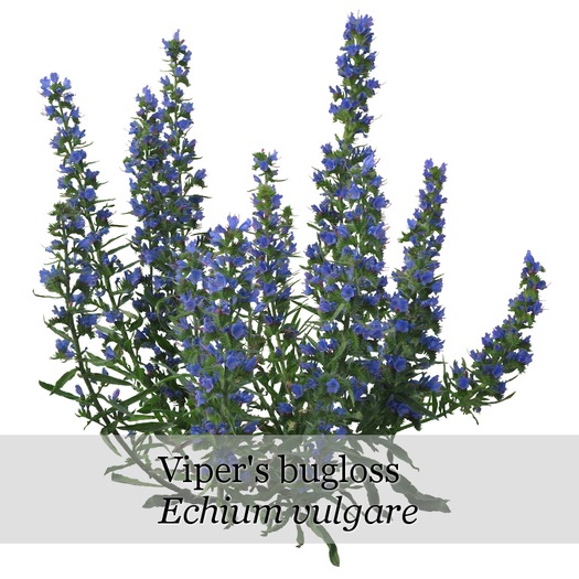 Echium vulgare 2 - boxed