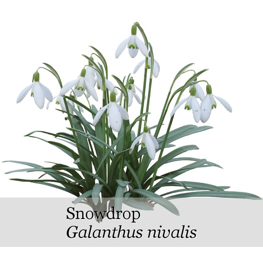 Snowdrop - Galanthus nivalis