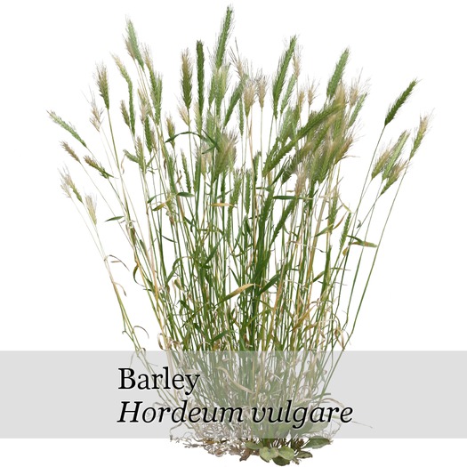 Hordeum vulgare - boxed