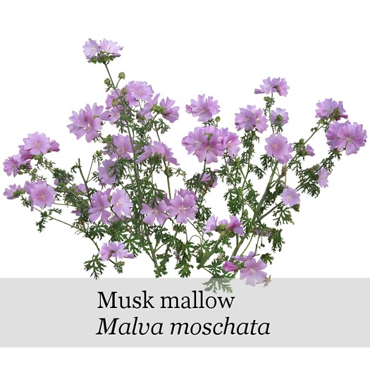 Malva moschata - boxed