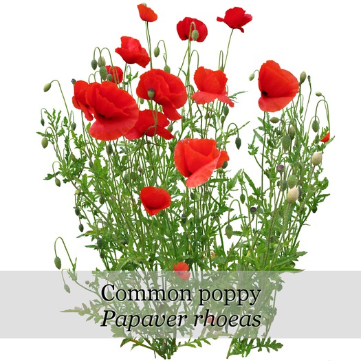 Papaver rhoeas - boxed