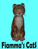 KittyCatS Box - Bengal - Copper