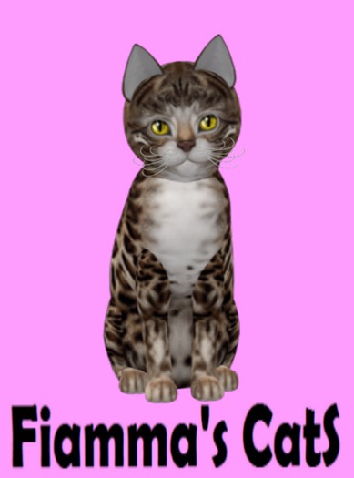 KittyCatS Box - Bengal - Tawny