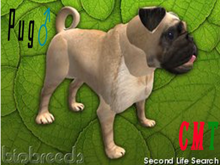 sol's pets & garden Pug male