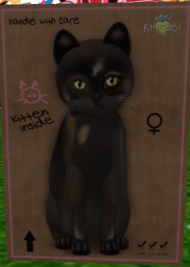 KittyCatS Box - New Born Kitten[F] Genesis - Coco V