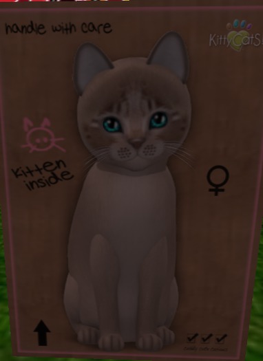 KittyCatS Box - New Born Kitten[F]Fur: Genesis - Mocha