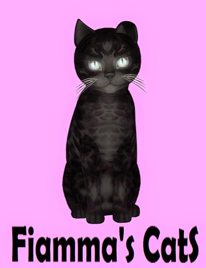 KittyCatS Box - Bengal - Black