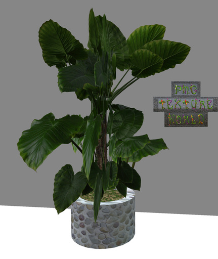 Potted Foliage Plant 04