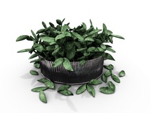 dust bunny . storybook living . cake tin planter . boxed