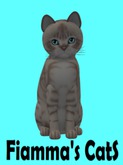 KittyCatS Box - Australian Mist - Lilac Marble