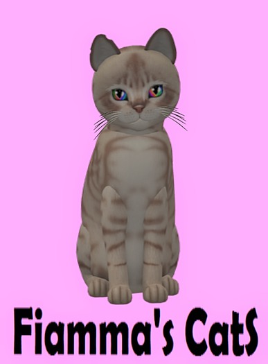 KittyCatS Box - Australian Mist - Lilac Marble