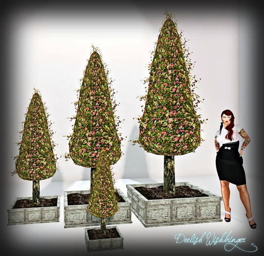 Twinkling Cone Geranium Topiary Planters PACKAGE