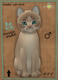 KittyCatS Box - New Born Kitten