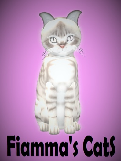 KittyCatS Box - Australian Mist - Blue Marble