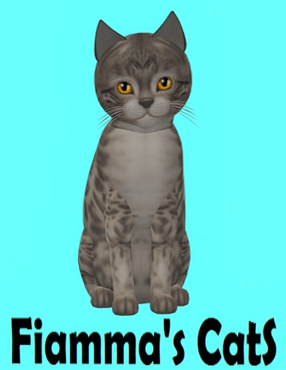 KittyCatS Box - Bengal - Snow