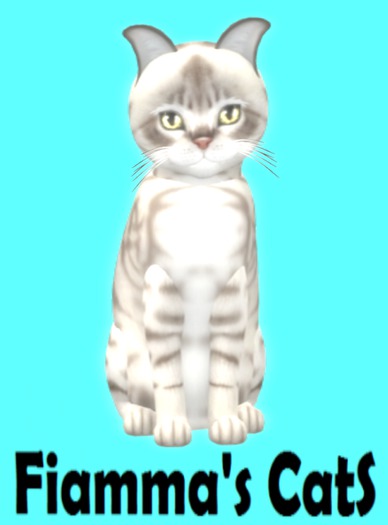 KittyCatS Box - Australian Mist - Blue Marble