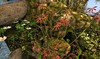 Cj mossy fountain with lightmenu 05 001