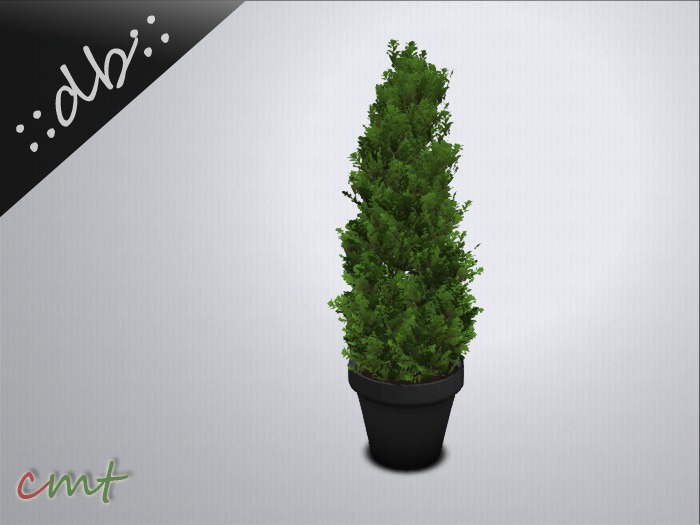 ::db:: Cedar Tree in Plater IV