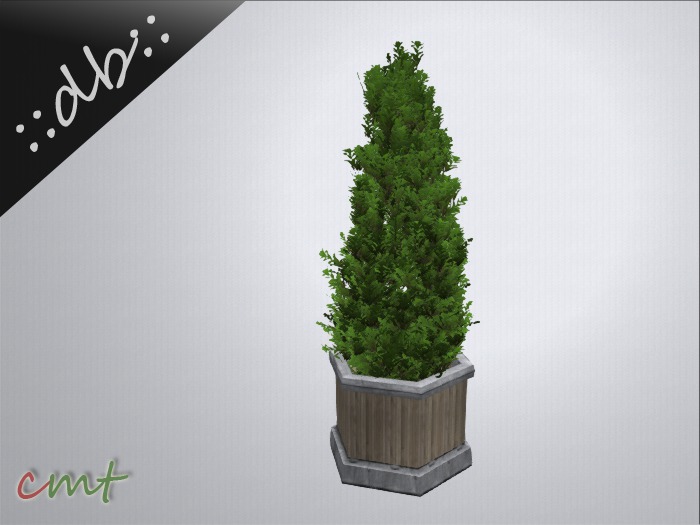 ::db:: Cedar Tree in Container III