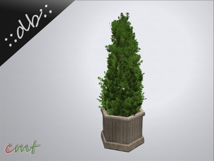 ::db:: Cedar Tree in Container I