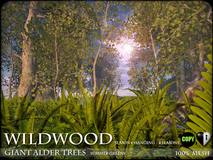Forest Alder Trees - Season Changing