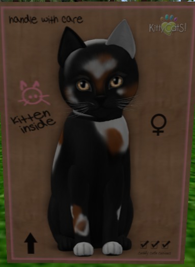 KittyCatS Box - New Born Kitten[F] Chateau Cat