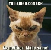 You smell coffee?... cat Picture