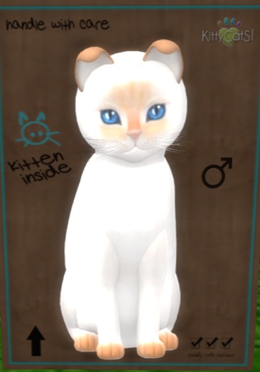 KittyCatS Box - New Born Kitten[M]Siamese - Flame