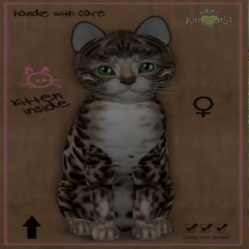 KittyCatS Box - New Born Kitten