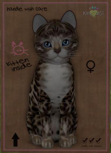 KittyCatS Box - New Born Kitten