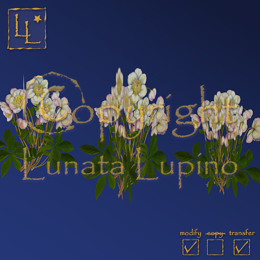 Christmas Rose rebates/Christrose (Helleborus) vanilla Rabatte 