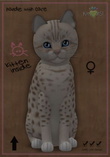 KittyCatS Box - New Born Kitten