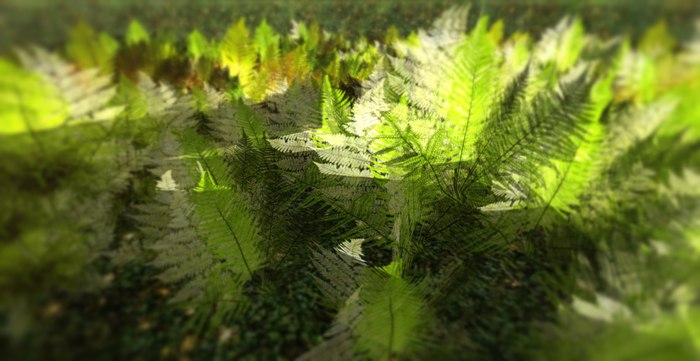 *Shabby* Forest Ferns