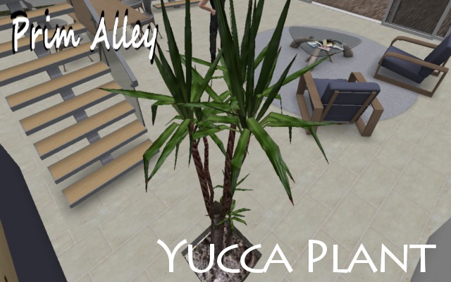 Prim Ally Yucca Plant