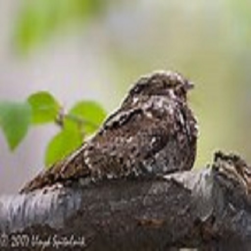 Whipperwills NIGHT LOVE BIRDS