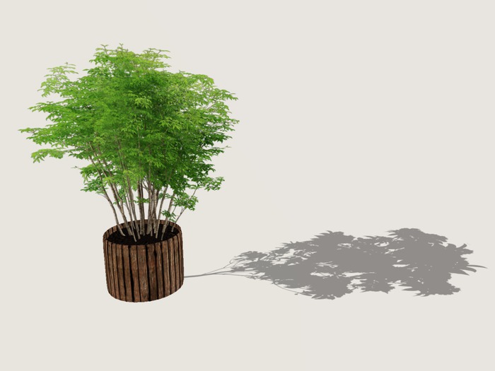 Tree with shadow