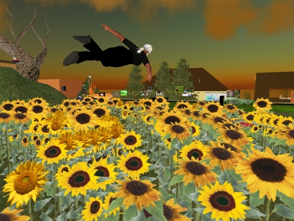 Master Gardener (MG) Sunflowers 