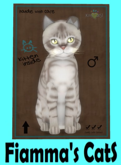 KittyCatS Box - Australian Mist - Blue Marble