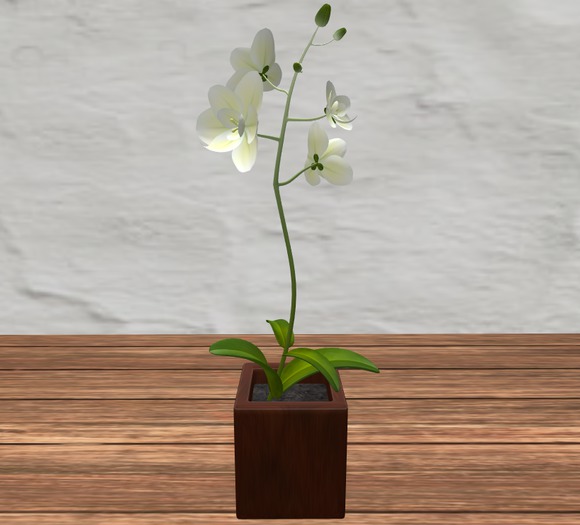 Orchids in Wooden Vase