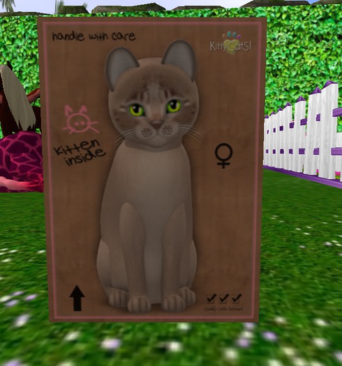 KittyCatS Box - New Born Kitten[F] Genesis - MochaKittyCatS Box - New Born Kitten