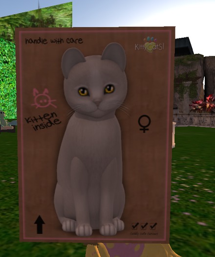 KittyCatS Box - New Born Kitten[F] Genesis - Pearl