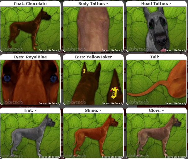 BB GD Box [F] chocolate/YellowJoker/RoyalBlue