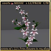 LW_ Swingtime Flowering Bush -