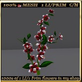 LW_ Swingtime Flowering Bush -