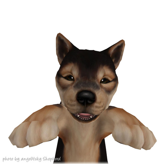 JIAN :: Silly Shibes - Held Pup Sesame (BOX)