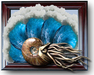 Nautilas 2 reduced